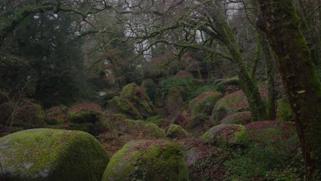 Vista-Bloqueada-De-Rocas-Cubiertas-De-Musgo-Verde-En-Un-Bosque-En-Huelgoat,-Francia