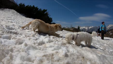 Cámara-Lenta-Pequeño-Perro-Blanco-Lindo-Maltés-Y-Golden-Retriever-Jugando-En-La-Nieve-En-La-Meseta-De-Velika-Planina-En-Eslovenia