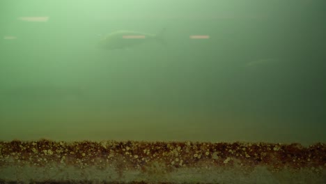 Wildlachsbeobachtung-An-Den-Fischtreppen-Des-Bonneville-Damms-Im-Columbian-River-In-Oregon