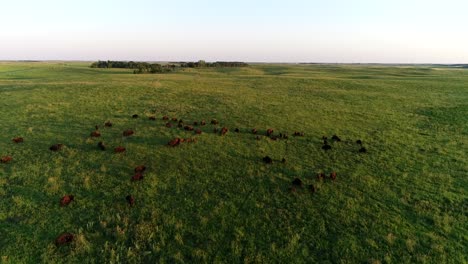 4K-Luftaufnahme-Einer-Drohne-über-Einer-Großen-Büffelherde,-Die-Auf-Grünen-Weiden-In-Den-Ebenen-Von-South-Dakota-Grast