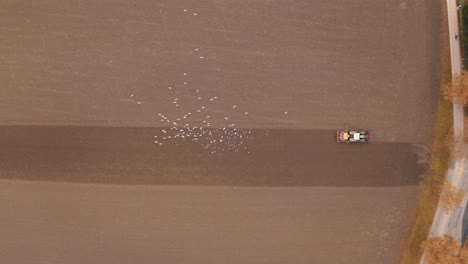 lock-of-seagulls-following-a-tractor-on-farmland