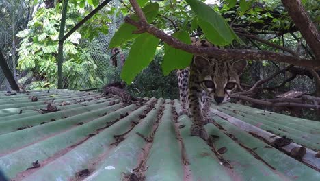 Oncilla-wild-cat-in-captivity-is-curious