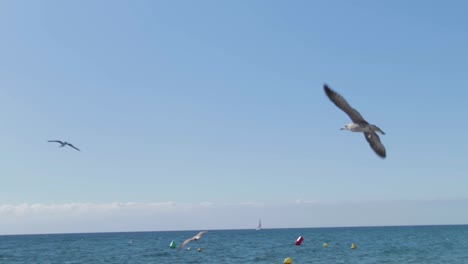 Eine-Super-Zeitlupenaufnahme-Einer-Möwe,-Die-In-Richtung-Des-Klaren,-Blauen-Mittelmeers-Im-Süden-Spaniens-Fliegt