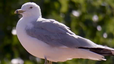 Close-up-of-seagull-in-front-of-green-trees