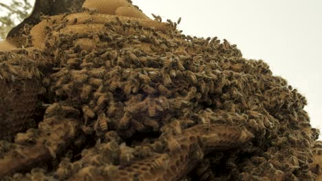 Close-up-of-Swarm-of-honey-bees-flying-in-the-spring-air-around-beehive-in-the-countryside