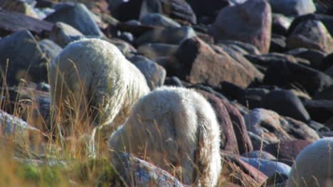 Sheep-graze-on-a-steep-hillside-on-a-windy-day