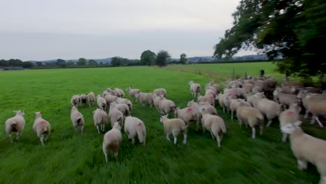 Flyover-view-of-flock-of-Welsh-sheep-in-grassland-field-meadow-in-North-Wales-UK