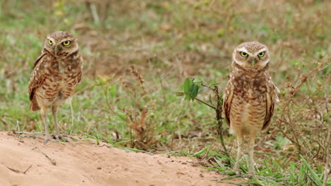 Two-wild-burrowing-owls-looking-and-one-jumps