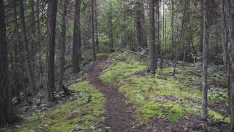 The-start-of-a-pathway-in-a-dense-forest-in-Wells-Gray-Provincial-Park