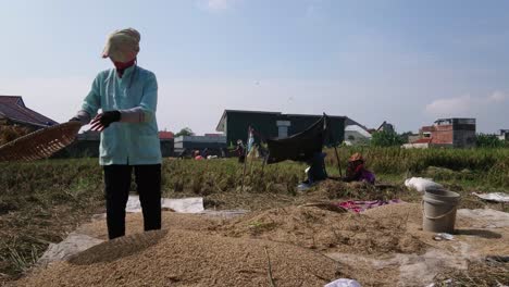 Harvest-season-in-rice-field,-the-farmer-standing-and-sifting-rice-during-the-harvesting-process,-static-shot