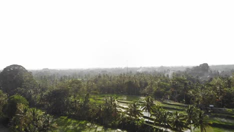 Campo-De-Arroz-En-Bali-En-Una-Mañana-Brumosa