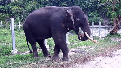 Elefant-Im-Wald-Am-Nachmittag