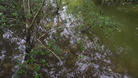 Water-and-trees