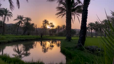 Beautiful-violet-blue-sunrise-over-the-mountains,-palm-trees-garden-and-fresh-green-rice-paddy-farmland-when-a-farmer-man-walk-a-side-the-field-in-scenic-view-of-silhouette-landscape-in-Iran