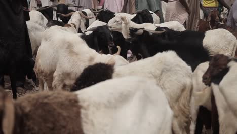 Cattle-market-in-katsina-state