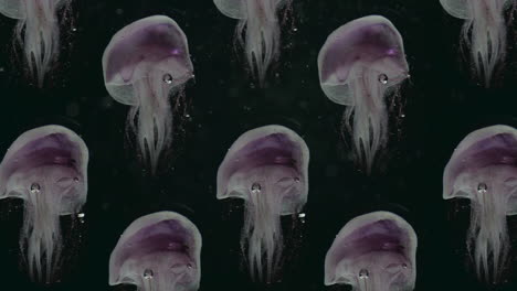 Pink-Purple-Jellyfish-Spinning-up-in-Dark-Water,-Calming-Seamless-loop-of