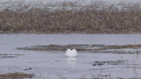 Mute-swan-is-looking-for-material-for-his-nest-in-reeds