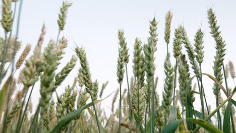 Wheat-fields-in-the-setting-sun-in-Ireland,-Wicklow-part-6