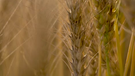 Primer-Plano-De-Trigo-Orgánico,-Cultivo-Natural-Al-Atardecer.