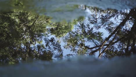 Gotas-De-Lluvia-Cayendo-En-Un-Charco-Reflejando-Un-árbol