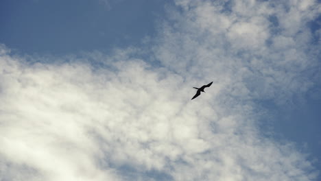 Frigatebird-sailing-in-the-clouds,-blue-sky