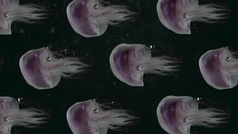 Vertical-Calming-Seamless-loop,-Pink-Purple-Jellyfish-Spinning,-Dark-Water