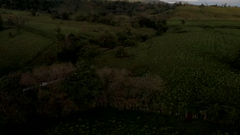 Tiere-Grasen-Auf-Der-Grünen-Weide-Am-Vulkan-Arenal,-Costa-Rica