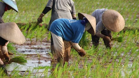 BLURRY-Video-grainy,-noises-and-soft-focus-video-of-Farmers-grow-rice-in-the-rainy-season