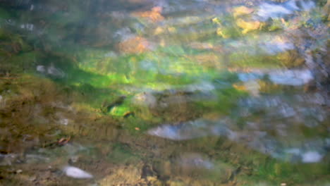 Schnelles-Wasser-Fließt-Aus-Einem-Bach-Mit-Blättern-Und-Zweigen,-In-Einem-Park-In-Neuseeland