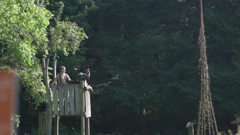 4k-Beeindruckender-Weißkopfseeadler-Im-Flug-Landet-Auf-Dem-Handschuh-Eines-Besuchers-Eines-Zentrums