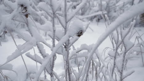 Toma-En-Cámara-Lenta-Con-Enfoque-En-Rack-De-Un-Hombre-Caminando-A-Través-De-La-Nieve-En-El-Bosque