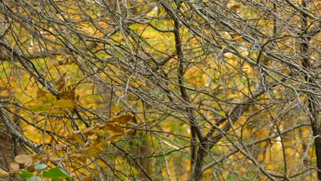 Quick-moving-tiny-golden-crowned-kinglet-bird-moving-in-autumn-season