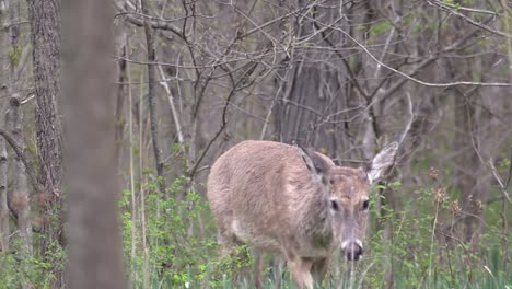 Single-wild-white-tail-female-deer-doe-walking-towards-camera-on-green-grass-in-tree-forest,-close-up-pan