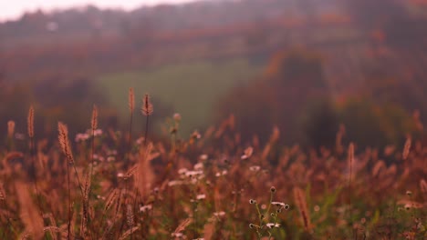 Beautiful-autumn-colors-on-the-hill