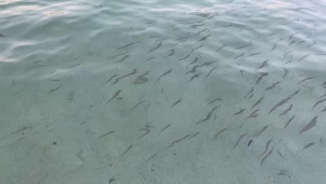 Litter-in-Crystalclear-Sea-Water-and-Underwater-Life