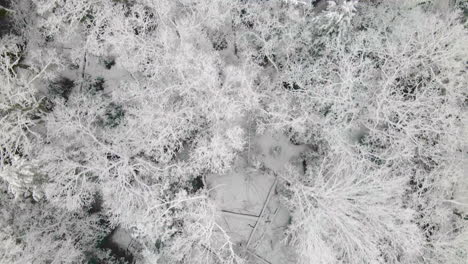 snow-capped-trees-fly-over