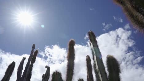 Time-lapse-Del-Desierto-De-Cactus-Y-Nubes