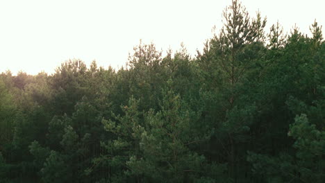 Green-forest,-Evergreen-deciduous-tree-crowns-of-forest-on-a-sunset-Kowalskie-Blota,-Poland,-drone-aerial-taking-off,-revealing-shot