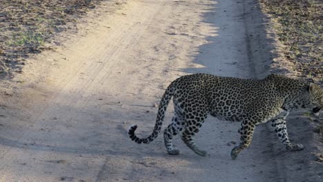 Leopardo-Caminando-Por-Un-Camino-De-Tierra-Frente-A-Un-Camión-En-Un-Safari-En-El-Parque-Nacional-Kruger,-Sudáfrica