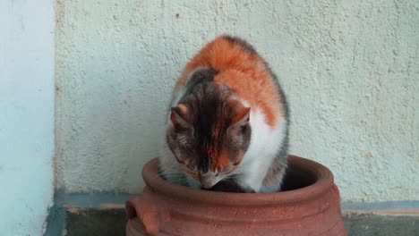 Orange-tabby-feline---cat-hiding-inside-of-a-ceramic-flower-pot-resting-and-sleeping-in-the-shadow-area-of-the-backyard-on-a-summer-day