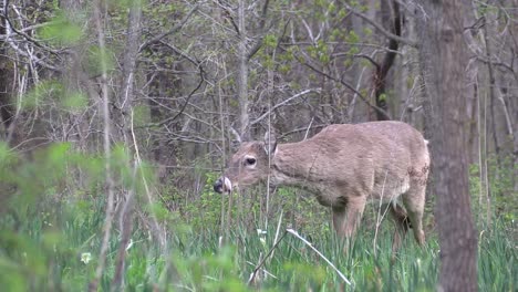 Single-white-tail-female-deer-doe-sniffing-and-walking-alone-on-green-grass-in-tree-forest,-close-up-pan