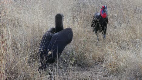 Two-large-Southern-Ground-Hornbill-birds-hunt-in-tall-Kruger-NP-grass