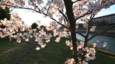 Toma-En-Cámara-Lenta-De-Flor-De-Cerezo-O-Sakura-En-El-Viento