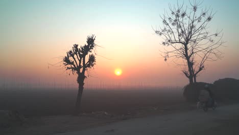 Sol-Saliendo-Sobre-El-Campo-De-árboles