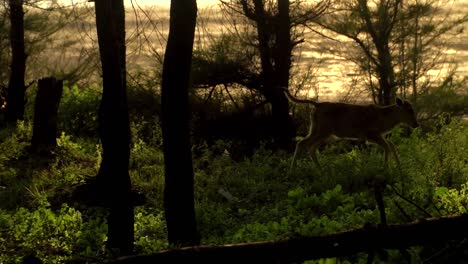 Ternero-Corriendo-En-La-Selva-En-Cámara-Lenta,-Bebé-De-Vaca,-Rebaño-De-Vacas-Pastando,-Naturaleza,-India