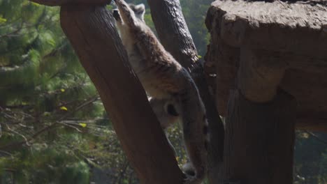 Lémur-Trepa-A-Un-árbol-Hasta-Un-Techo-Pequeño