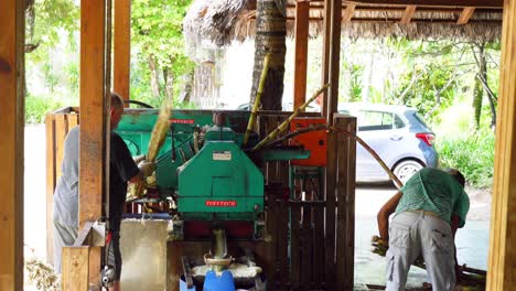 two-men-crushing-sugarcane-at-the-rum-distillery-for-the-distillery