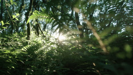 Sol-Brillando-A-Través-De-Un-Denso-Bosque-En-Cámara-Lenta