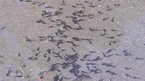 Closeup-View-Of-A-School-Of-Tadpoles-Swimming-Under-The-Crystal-Clear-Water-In-Tokyo,-Japan---Tele-Shot