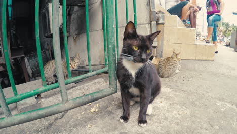 Lindos-Gatos-Callejeros-Escondidos-Cerca-De-La-Puerta-Urbana